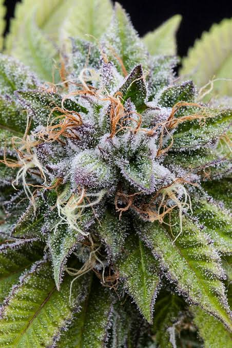 Prescription-grade Bubba Kush medical flower, AI generated