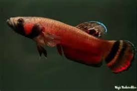 Breeds Types Species Splendidbettasplendens