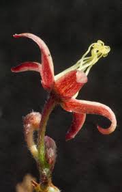 Image result for Tacazzea apiculata