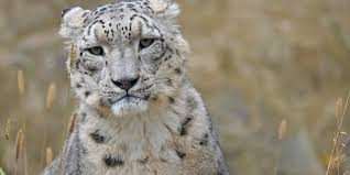 A leopard can run 36 miles per hour. India S First Snow Leopard Conservation Centre To Come Up In Uttarakhand The New Indian Express