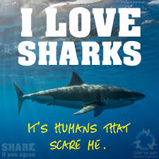 Haha Actually This Is Pretty True Xd Misunderstood Shark Shark Week Shark Lover