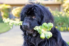 There S A Newf In My Soup Newfoundland Dog Big Dogs Newf