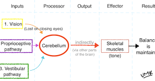 Image result for Cerebellar Function Test