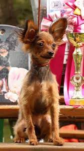 Russian Toy Terrier Puppy For Sale In Gaithersburg Md Adn 64949 On Puppyfinder Com Gender Male Age 5 Mon Russian Toy Terrier Russian Toys Puppies For Sale