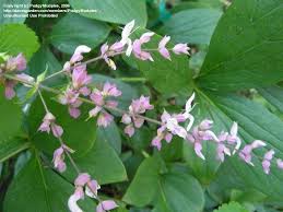 Image result for Ocimum labiatum