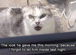 Funny Animal Picture Dump Of The Day 22 Pics Funny Cat Fails Funny Animals Funny Animal Fails