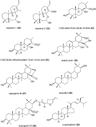 Image result for Acacia welwitschii