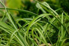 Herbes Folles Lille France Plante Nature Green Plants Jardin Plant Photography Home Vert Naturephotography Plante Plante Verte Vegetal Je M En Fous