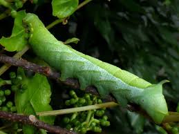 Image result for Cissus rubiginosa