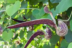 Image result for Aristolochia ringens
