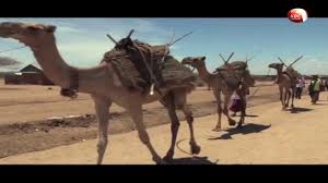 A little plastic goes a long way did you know that rivers can act as a major pathway for marine # plasticpollution ? Camel Caravan To Champion Safety Of Ewaso Nyiro River 2019 Partners For Resilience Kenya