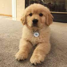 Sometimes, you may find a golden retriever for free in florida to a good home listed by an owner who. Pennysaver Golden Retriever Puppy In Brevard Florida Usa