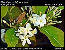 Image result for Holarrhena pubescens