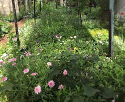 Image result for Brillantaisia oligantha