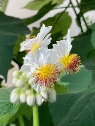 Image result for Sparrmannia