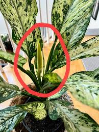 Image result for dieffenbachia flower