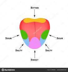 Anatomical Structure Of The Tongue Taste Buds On The Tongue