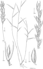 Image result for Leptochloa uniflora