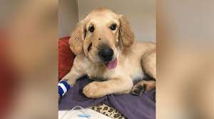 Share this rose if youve lost a pet who took a piece of your heart cobra snake protects two puppies fell into a well click below to know more & watch video <3. Hero Puppy Recovering From Snake Bite After Coming Between Rattler And Dog Owner Abc News