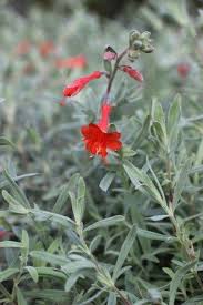 Image result for Epilobium salignum
