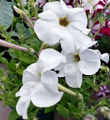 Image result for Petunia axillaris