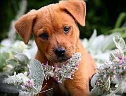 See more ideas about flowers gif, flowers, beautiful flowers. A Dog With Flowers Gif Id 15058 Gif Abyss
