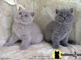 We did not find results for: British Shorthairs Lilac Blue British Shorthair Cats British Shorthair Kittens British Shorthair