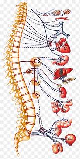 Much of the database information might also be collected during the subjective assessment when not in a formal hospital or healthcare environment where detailed records are available. Autonomic Nervous System Spinal Cord Human Body Vertebral Column Neck Bloodstain Anatomy Central Nervous System Png Pngegg