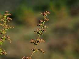 Image result for Dysphania schraderiana