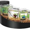Despite the fact that bettas are often sold in tiny bowls, your betta fish needs a regular aquarium with the proper. Https Encrypted Tbn0 Gstatic Com Images Q Tbn And9gcq 9hkkpegipuhuu0vdmfichnhkxt0c 875jju3tkm Usqp Cau