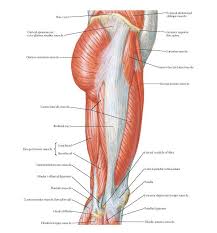 Almost all of the muscles of your legs are considered longs muscles and they are attached to bones so they can create the doing so is pretty much harmful for your health since it can cause various side effects. Muscles Of Hip And Thigh Lateral View Anatomy Iliac Crest External Abdominal Oblique Muscle Anterior Superior Iliac Human Anatomy Hip Anatomy Body Anatomy