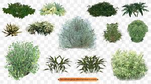 Plant Vegetation Shrub Png 900x506px Plant Art Bit Conifer Conifers Download Free Pin amazing png images that you like. plant vegetation shrub png 900x506px