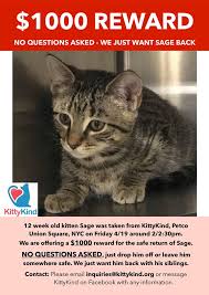 There are so many loving adoptable pets right in your community waiting for a family to call their own. Kitten Stolen From Cat Adoption Group At Petco In Union Square