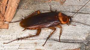 Learn how to identify a water bug often mistaken for cockroaches or palmetto bugs, water bugs are actually aquatic insects that thrive in water. Palmetto Bug Vs Cockroach What S The Difference Terminix