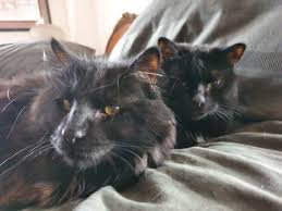 I got her when i was living abroad in china, i brought her to my countrynow i have another cat which. Maine Coon Cat And Domestic Short Hair Buddies 9gag