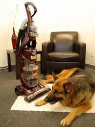 Bissell Powerforce Powerbrush Carpet Cleaner Reviews Bissell 82g7 1 Momentum Bagless Hepa Upright Vacuum Upright Vacuums Vacuums Upright Vacuum Cleaner