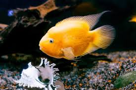 And a handful of years ago we would definitely agree with you! Parrot Fish And Discus Can They Live Together Pet Fish Online