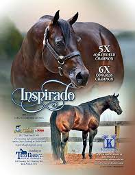 Im The Secret Aqha Horses Horses Reining Horses