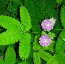 Image result for Mimosa pudica