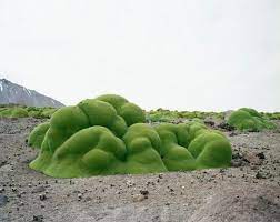 ヤレータ 最高で推定3000歳 アタカマ砂漠 チリ 風景 植物 生物学者