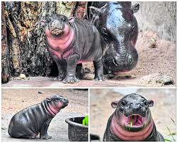 What is known is that pygmy hippos are not a gregarious as common hippos. Help Needed To Name This Cute Baby Pygmy Hippo