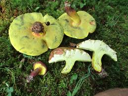 Image result for Boletus speciosus