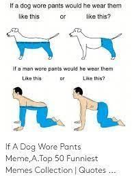 Cute #pets #meow #funny #🤣 If A Dog Wore Pants Google Search Dog Wear Dogs Funny Memes