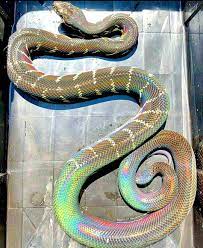 Pin By Marjayna On Parfou Baby Snakes Pet Snake Rainbow Snake
