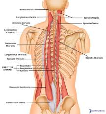 Each entry has a full citation identifying its source. Get To Know Your Back A Little Better Muscle Anatomy Deadlift Muscles Worked Anatomy