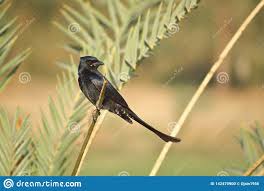 Bird With Light Brown Head And Black Body Pin By Dinesh Chandra Palrecha On Bird Photographs Bird Stock Photos Photo
