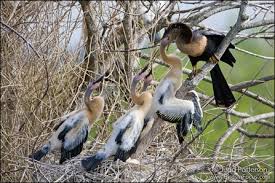 Американская змеешейка / anhinga anhinga. Anhinga Species Profile Everglades National Park U S National Park Service