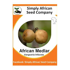 Image result for Vangueria