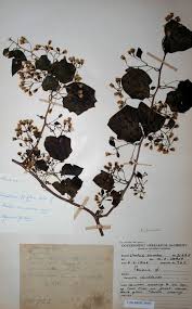 Image result for Mikaniopsis