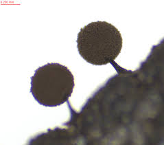 Image result for Habenaria galactantha